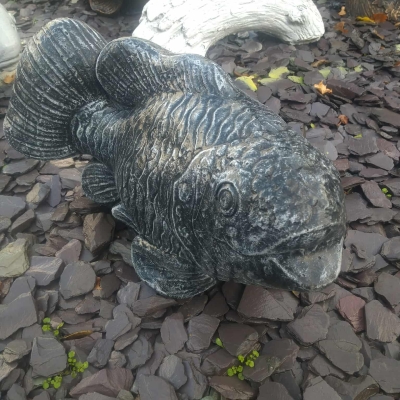 fish black and white