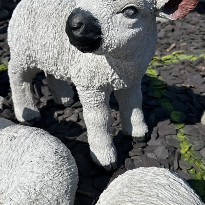 Large lamb 