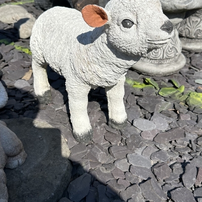 Medium Lamb 