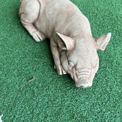 Sleeping pig 
